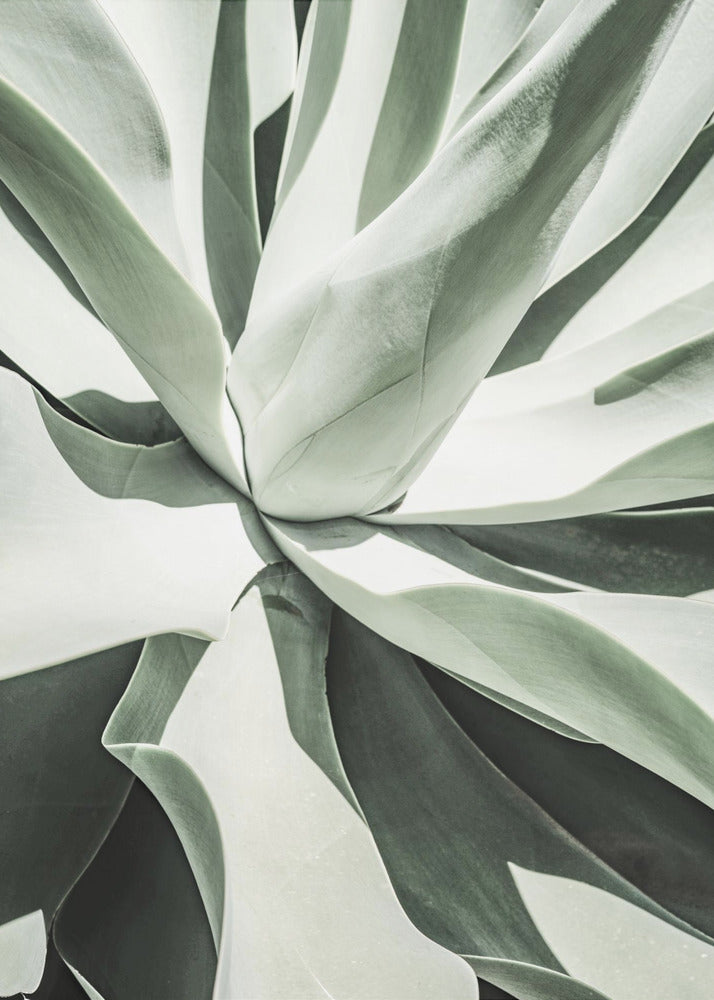 Succulent Harmony | Canvas