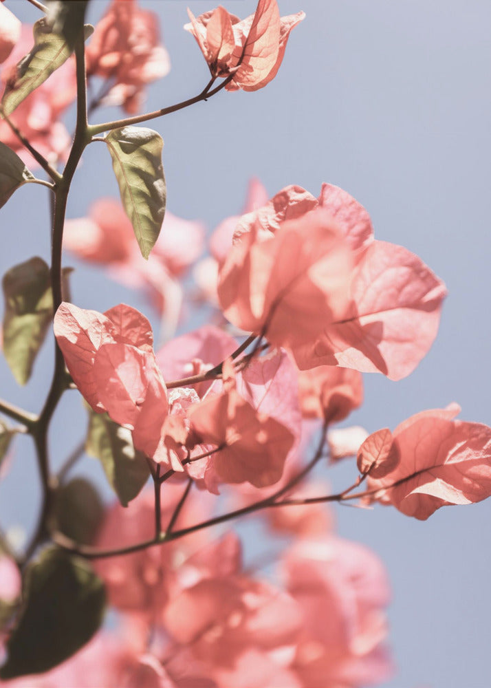 Blossoms in Breeze | Poster