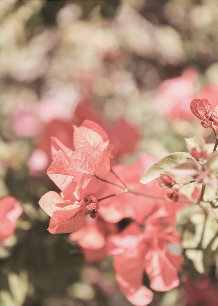 Petals in Focus | Poster