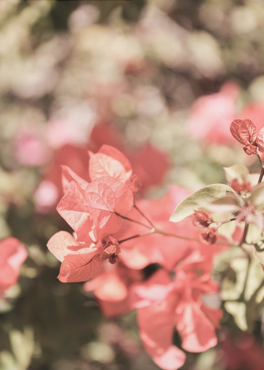 Petals in Focus | Poster