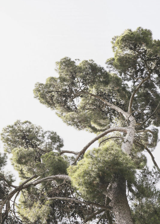 Towering Pines | Canvas