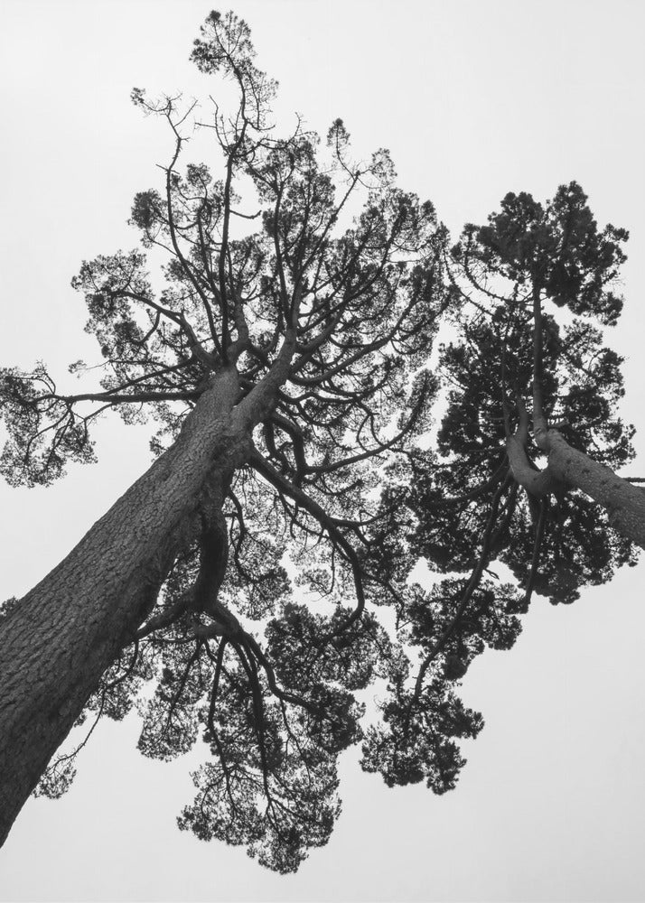 Towering Pines | Canvas