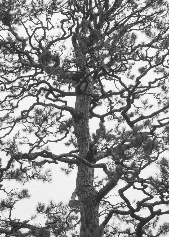 Twisting Tree Silhouette | Canvas