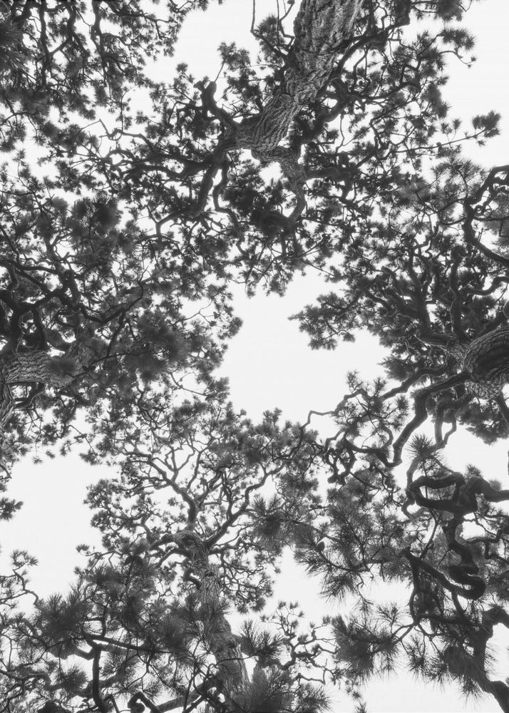 Canopy Symphony | Poster