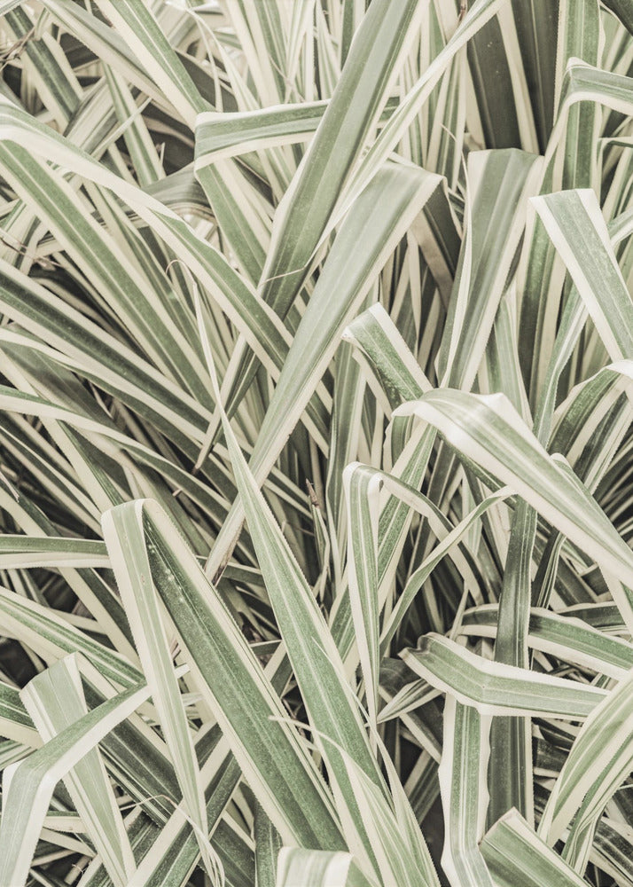 Verdant Stripes | Poster