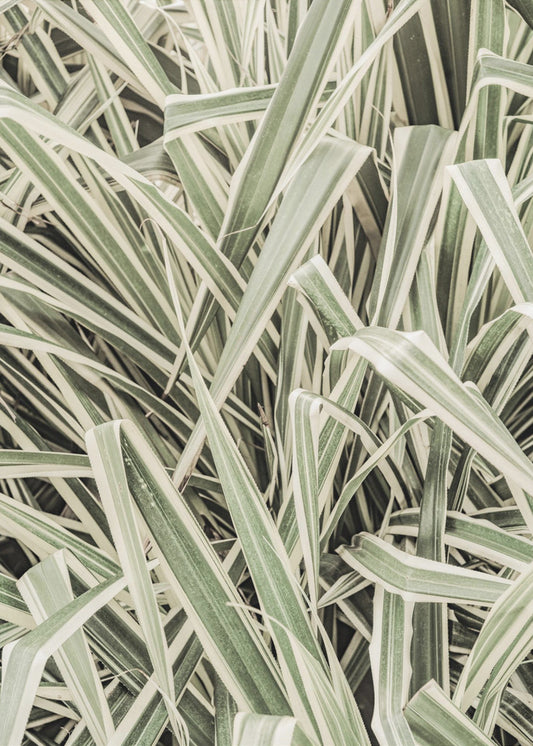 Verdant Stripes | Canvas