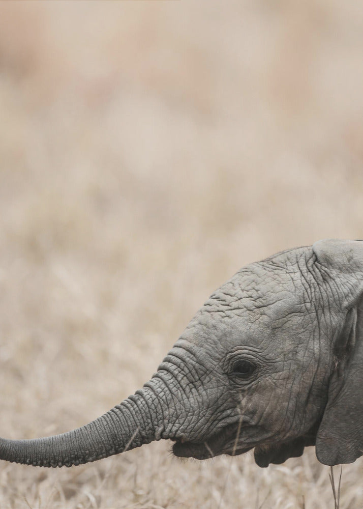 Gentle Giant&#039;s Gaze | Poster