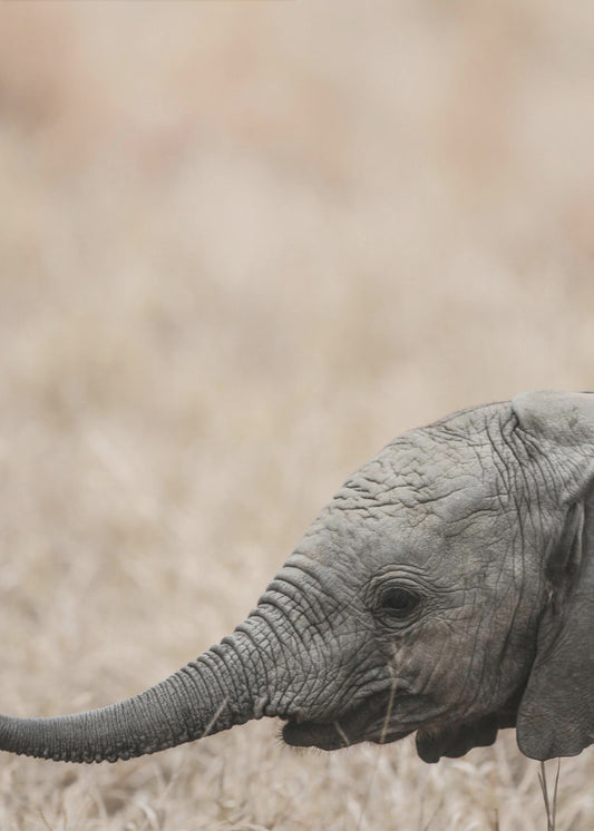 Gentle Giant&#039;s Gaze | Canvas