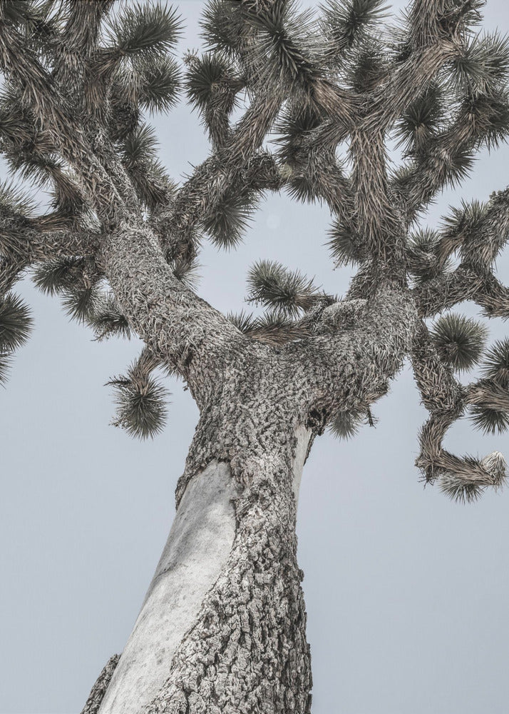 Twisting Desert Giant | Poster
