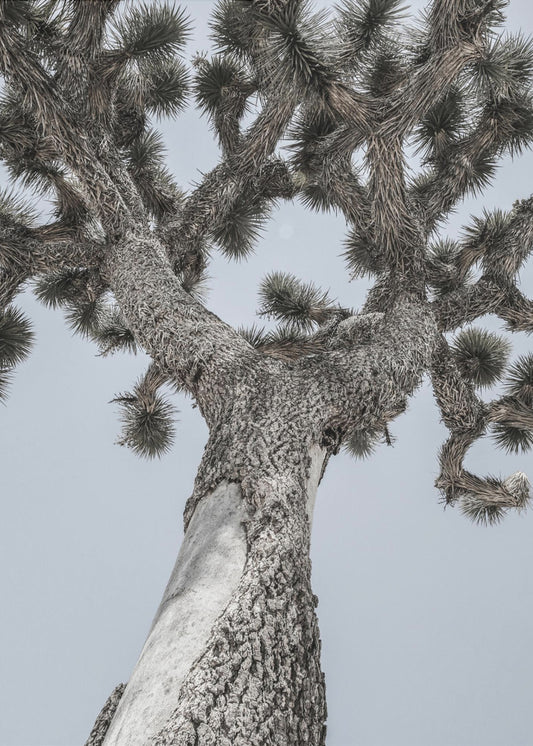 Twisting Desert Giant | Canvas