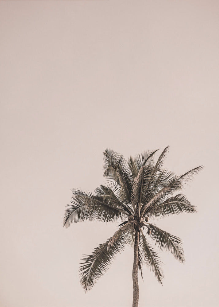 Pink Palm Serenity | Canvas