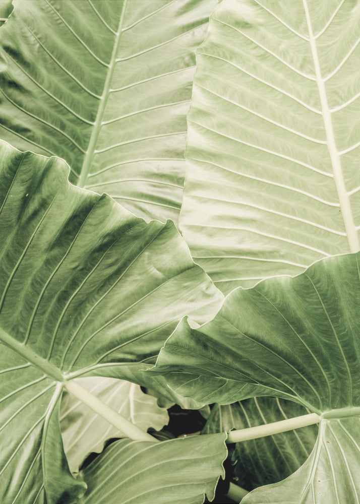 Verdant Foliage | Poster