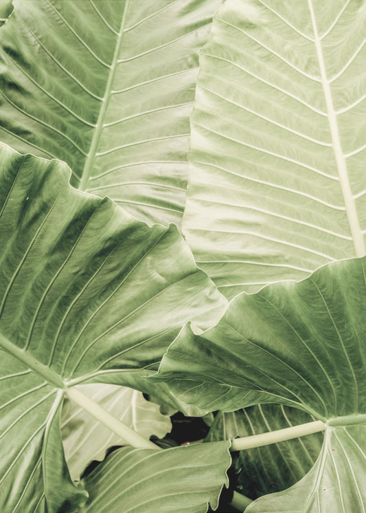 Verdant Foliage | Poster