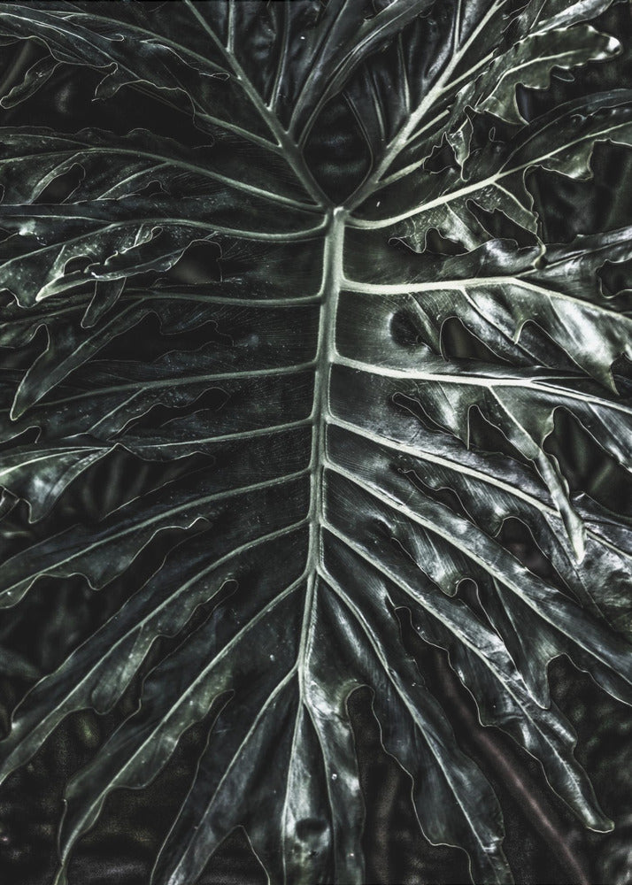 Dark Leaf Elegance | Canvas