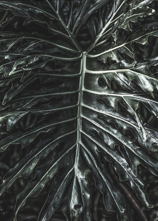 Dark Leaf Elegance | Canvas