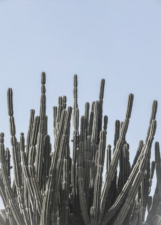 Cactus Symphony | Poster