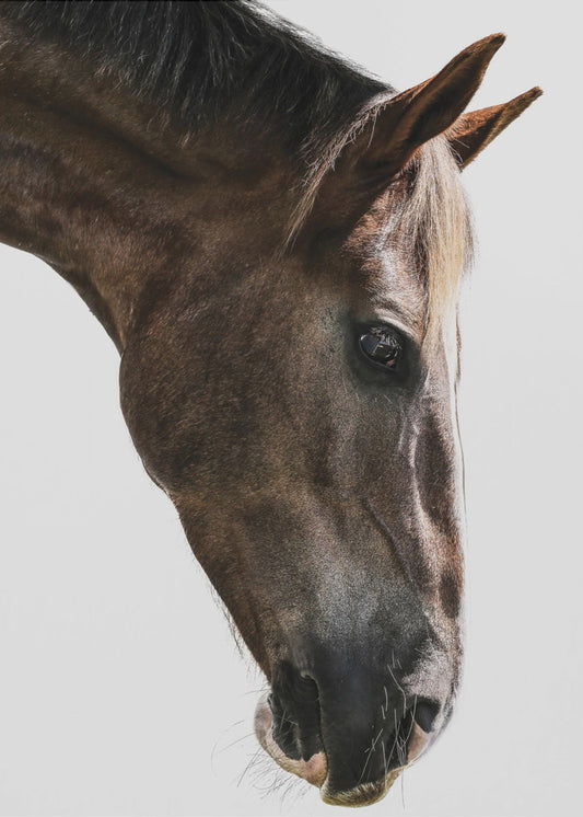 Majestic Equine Gaze | Canvas