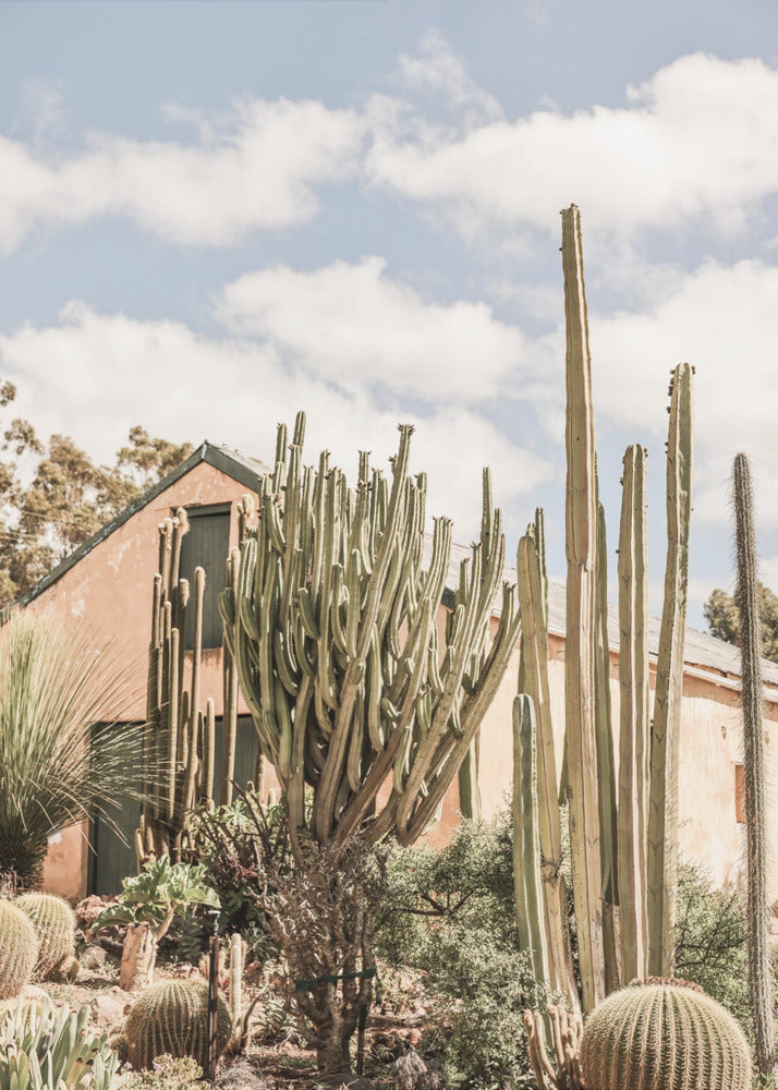 Cactus Haven | Canvas