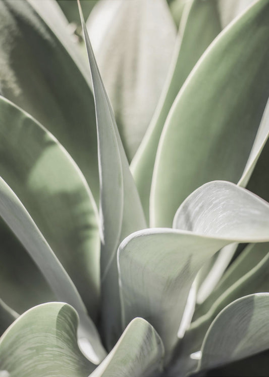 Agave Whisper | Canvas
