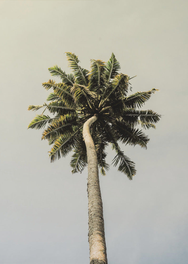 Towering Palm Bliss | Canvas