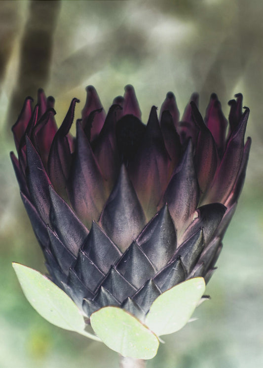 Shadowed Blossom | Canvas