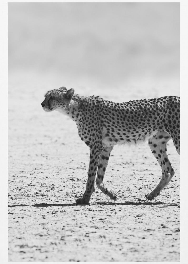Cheetah&#039;s Stride | Canvas