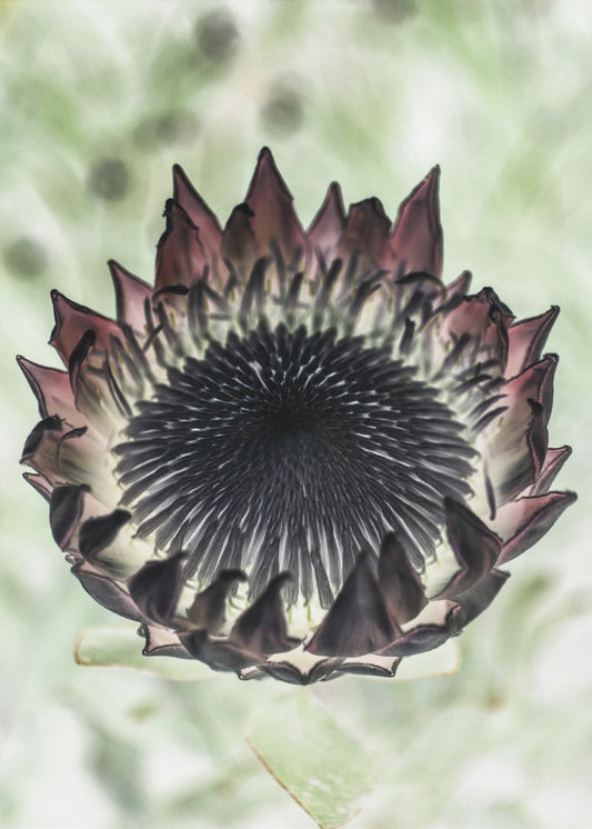 Mystic Bloom | Poster