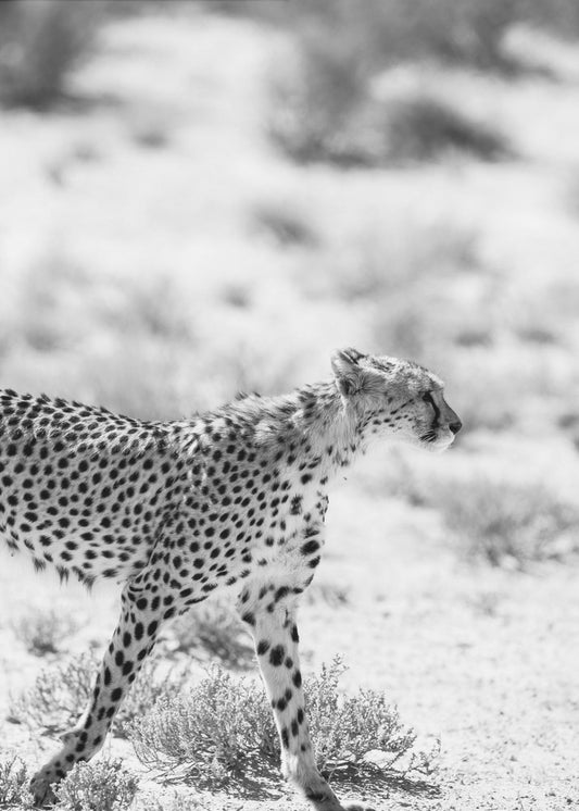 Cheetah&#039;s Grace | Canvas