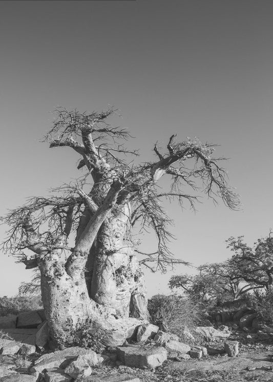 Ancient Sentinel | Canvas