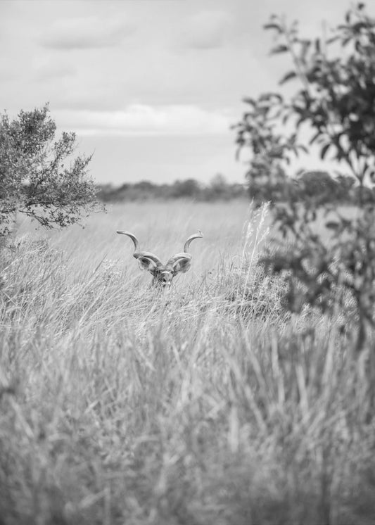 Hidden in the Grass | Canvas