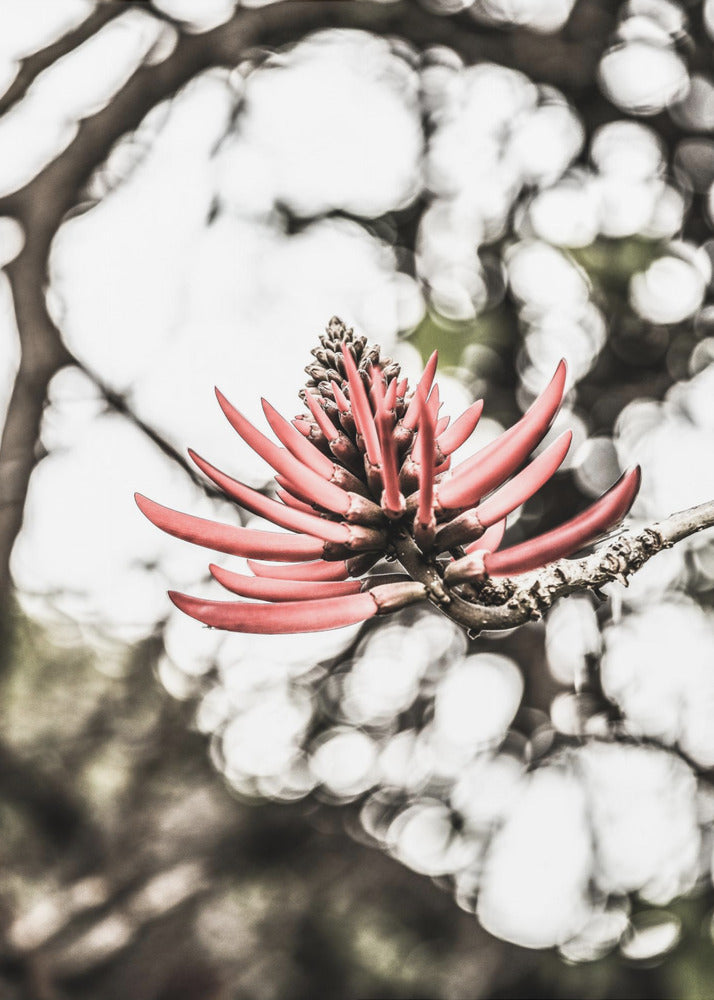 Crimson Blossom | Canvas