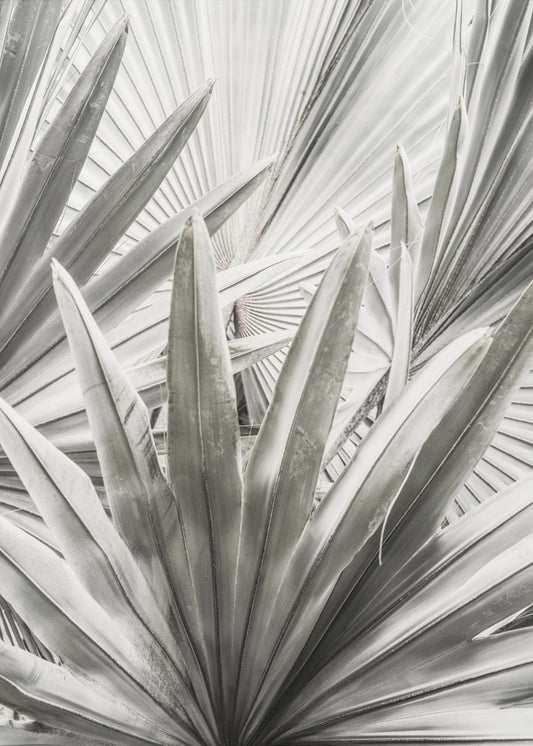 Silver Fronds | Poster