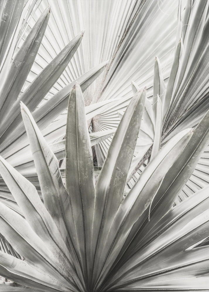 Silver Fronds | Canvas