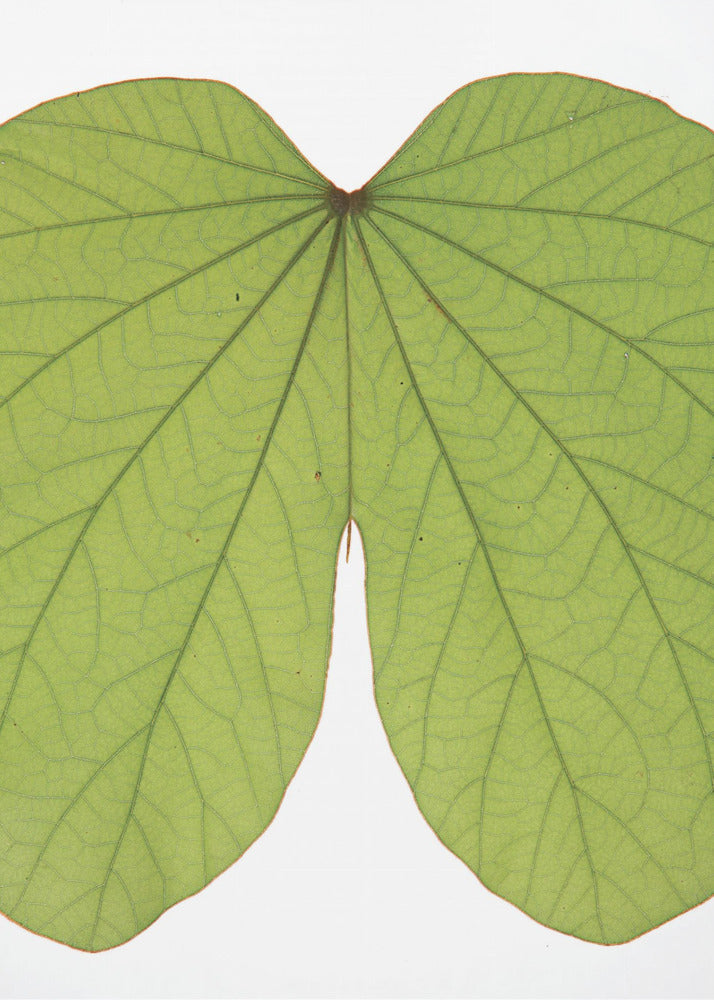 Leafy Vein Symphony | Canvas