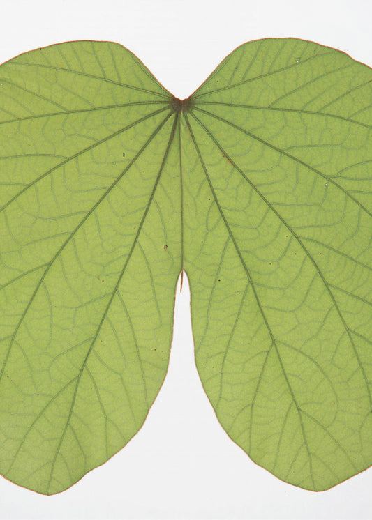 Leafy Vein Symphony | Canvas