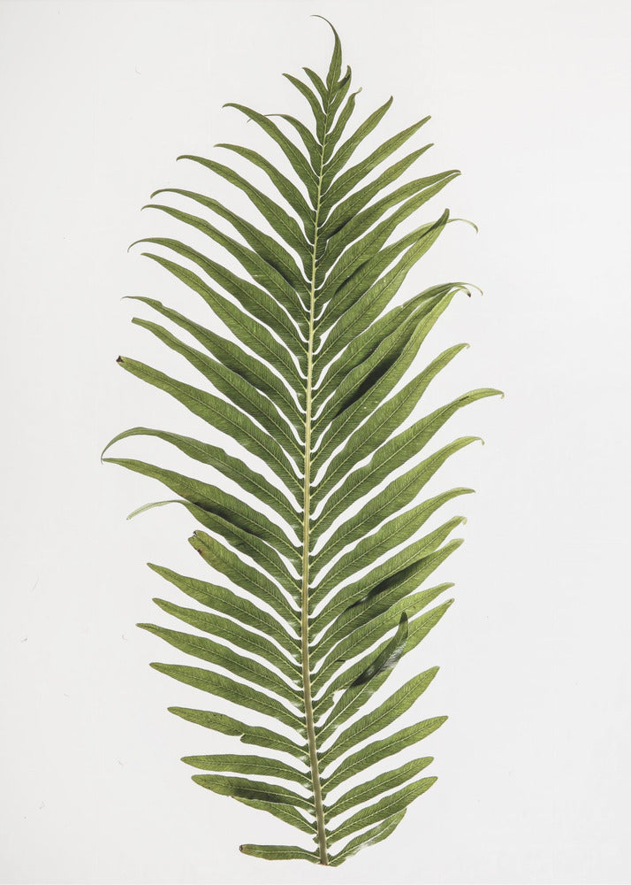 Fern Elegance | Canvas