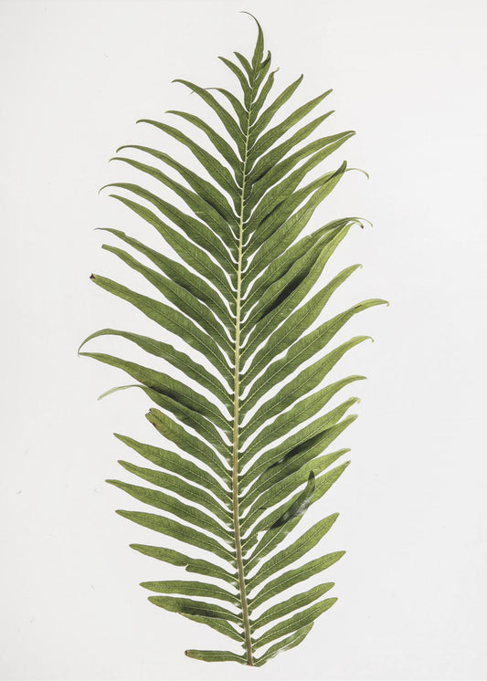 Fern Elegance | Canvas