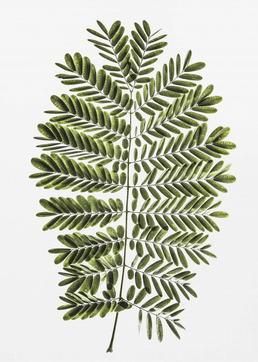 Fern&#039;s Symphony | Canvas