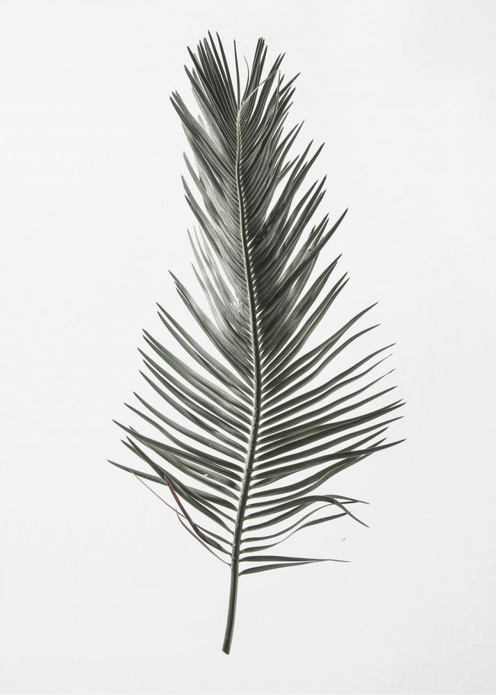 Feathered Frond | Canvas