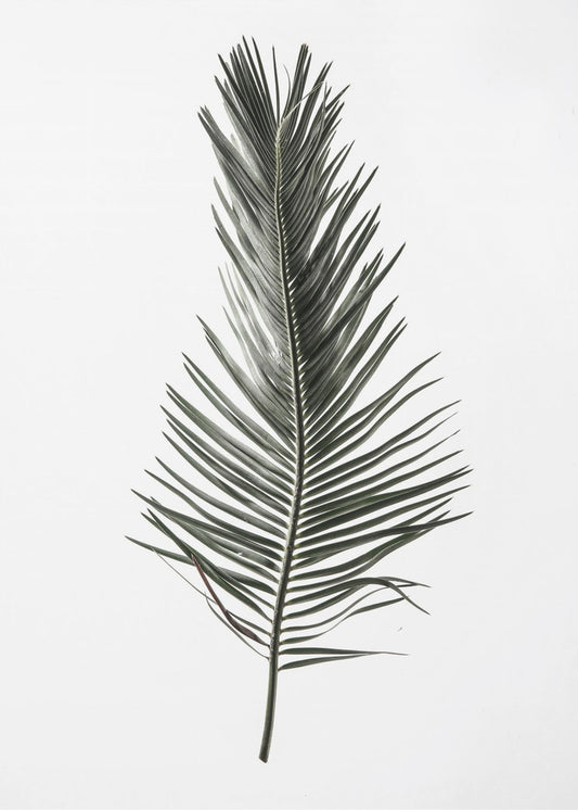 Feathered Frond | Canvas