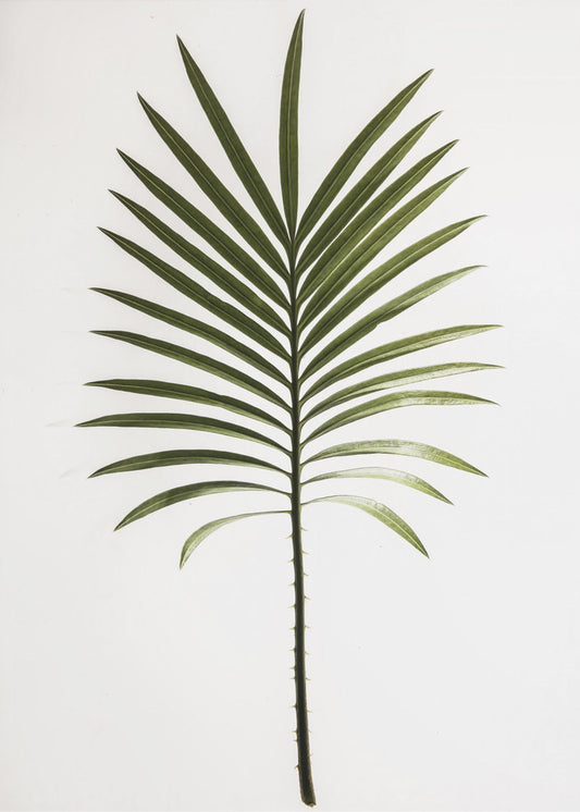 Verdant Frond | Poster