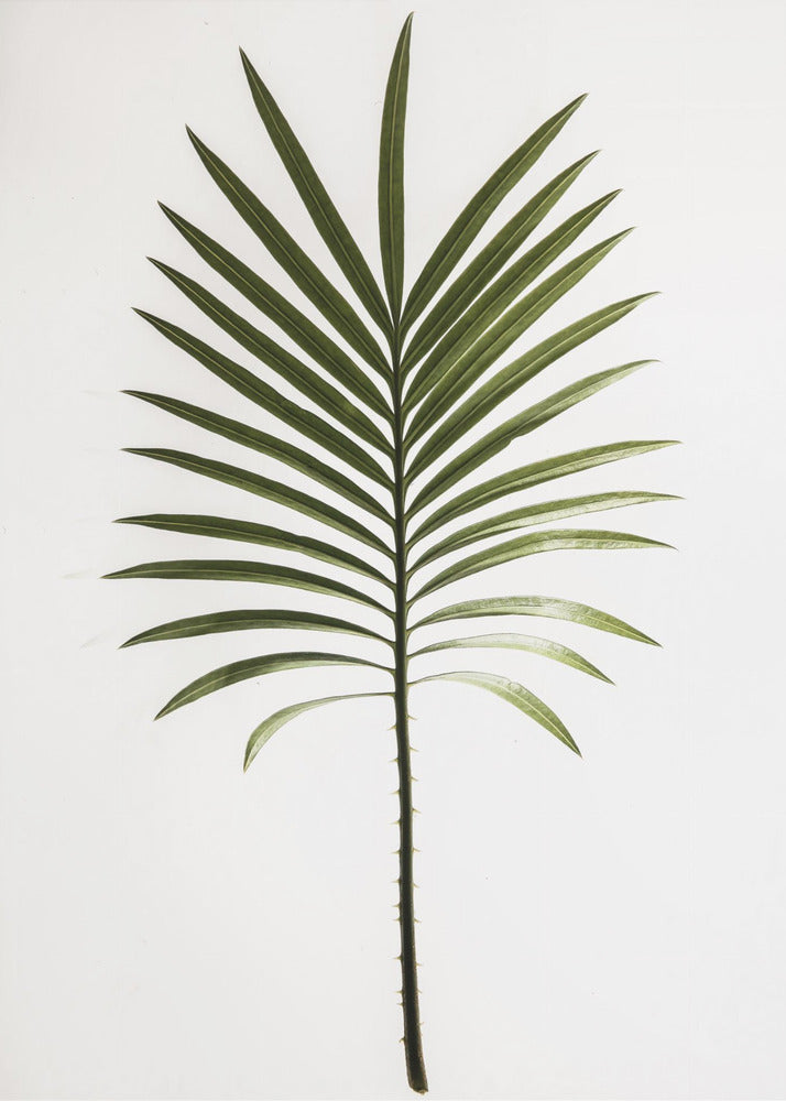 Verdant Frond | Canvas