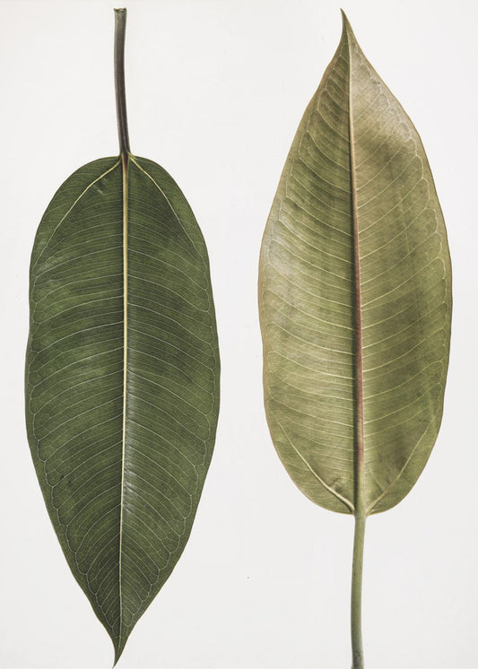 Dual Leaf Elegance | Poster