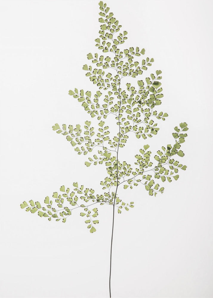 Fern Elegance | Canvas