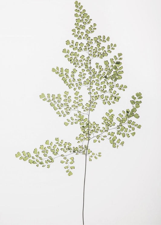 Fern Elegance | Canvas