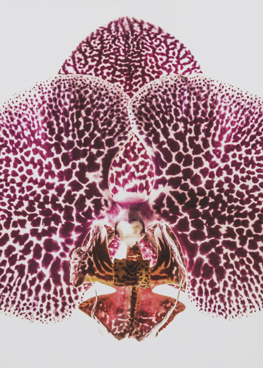 Petal Symmetry Burst | Poster