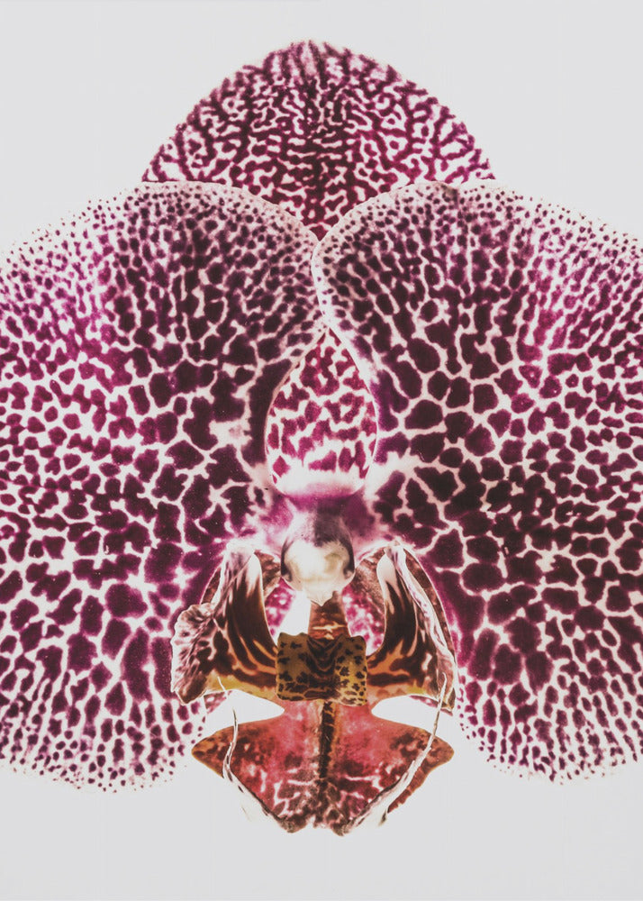 Petal Symmetry Burst | Canvas