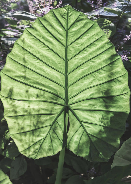 Verdant Veins | Poster