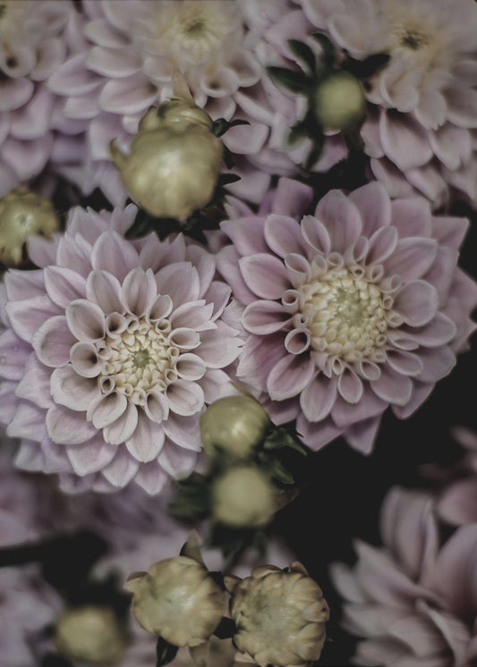 Petals in Bloom | Poster