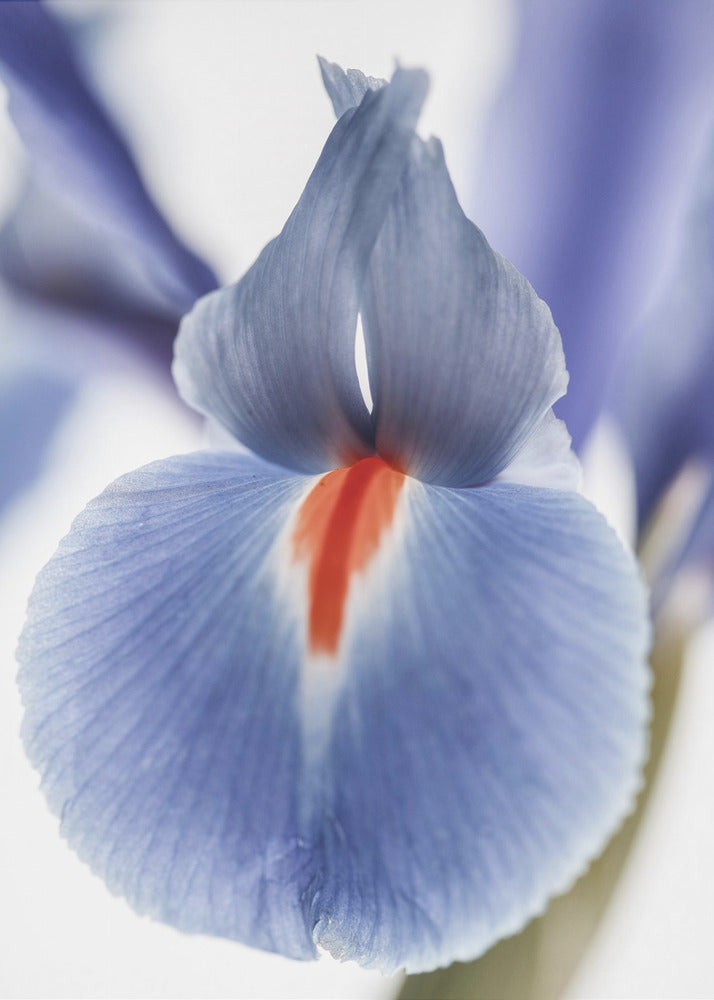 Blossom Whisper | Canvas